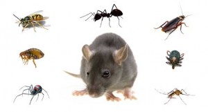 Pest animals
